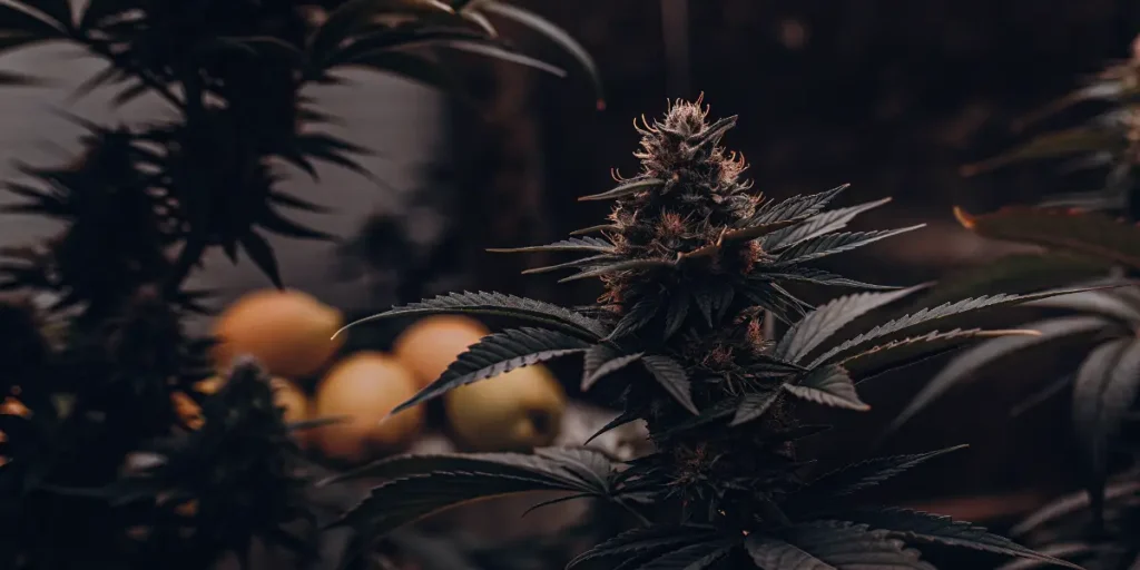 Amnesia Lemon s tmavými listy