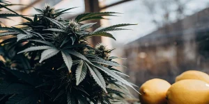 Amnesia Lemon s citrony