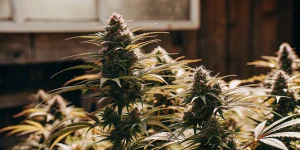 Kvetoucí Amnesia Purple