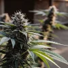 Aurora Indica konopí v plném květu