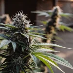 Aurora Indica konopí v plném květu