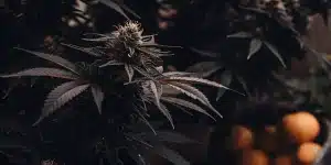 Konopí s citrusovým aroma v květu